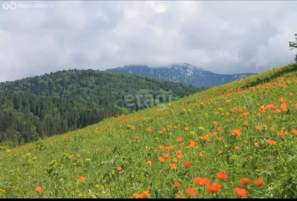 Дом в Майминский район, село Средний Сайдыс, Центральная улица (43.7 ... - Фото 0