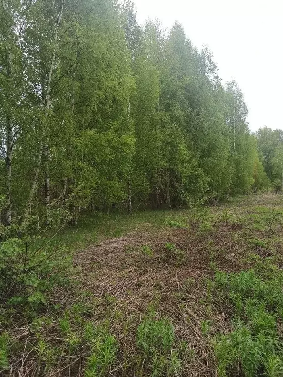 Участок в Владимирская область, Александровский район, Андреевское ... - Фото 1