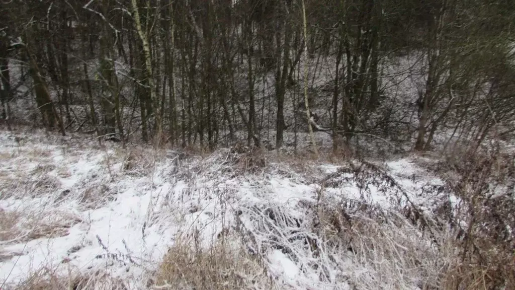 Участок в Московская область, Коломна городской округ, с. Сеньково ул. ... - Фото 2