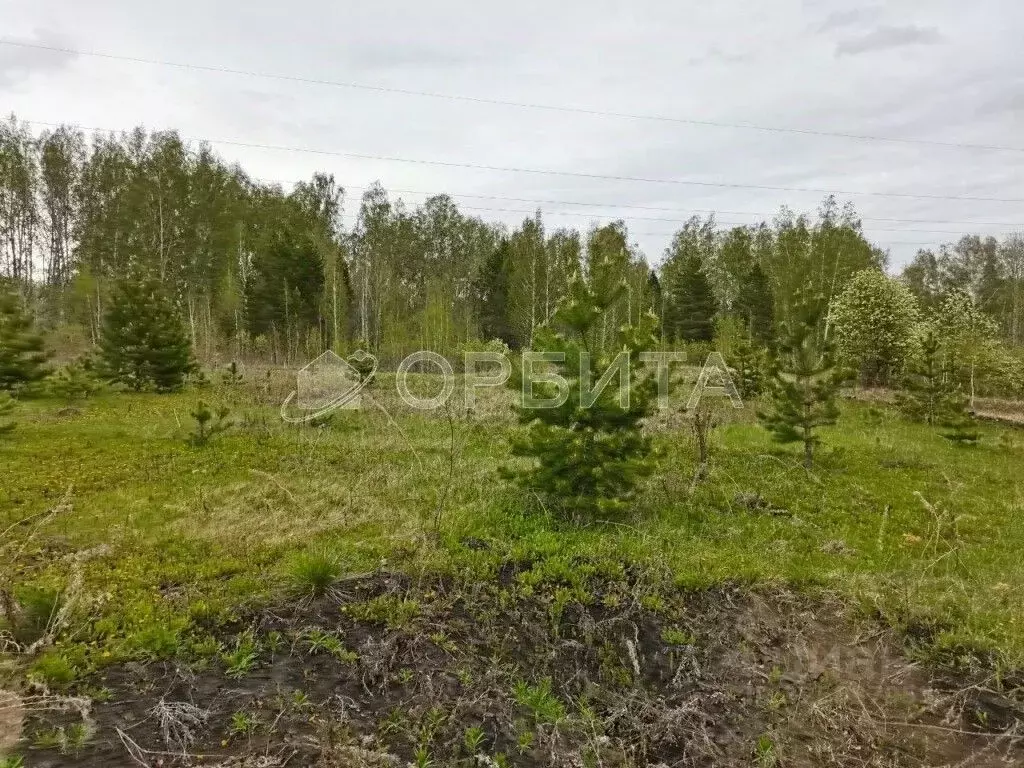 Участок в Тюменская область, Тюменский муниципальный округ, Каменское ... - Фото 1