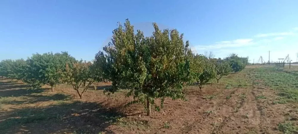 Участок в Крым, Сакский район, Лесновское с/пос, с. Владимировка ул. ... - Фото 2
