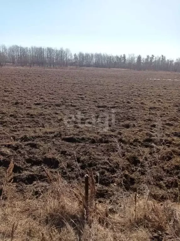 Участок в Амурская область, Благовещенский район, с. Новопетровка  ... - Фото 0
