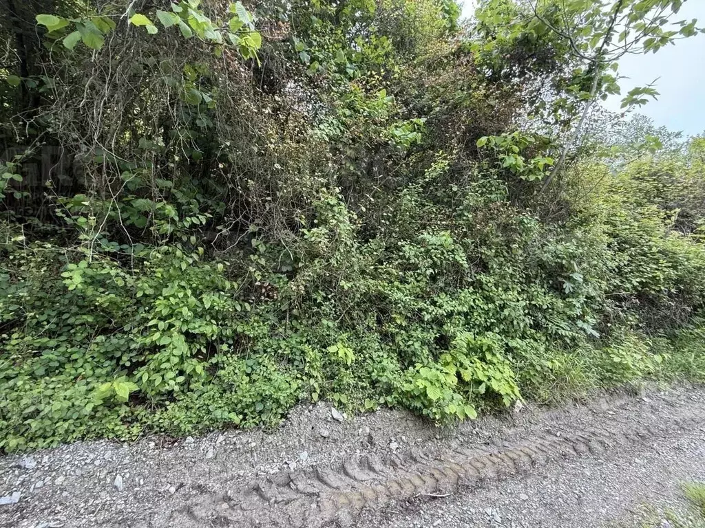 Участок в Краснодарский край, Сочи городской округ, с. Верхнее Буу ул. ... - Фото 1