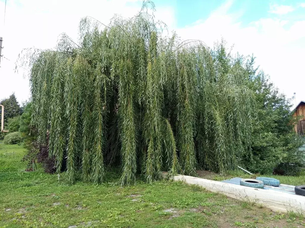 Участок в Новосибирская область, Бердск просп. Цветной (8.0 сот.) - Фото 1