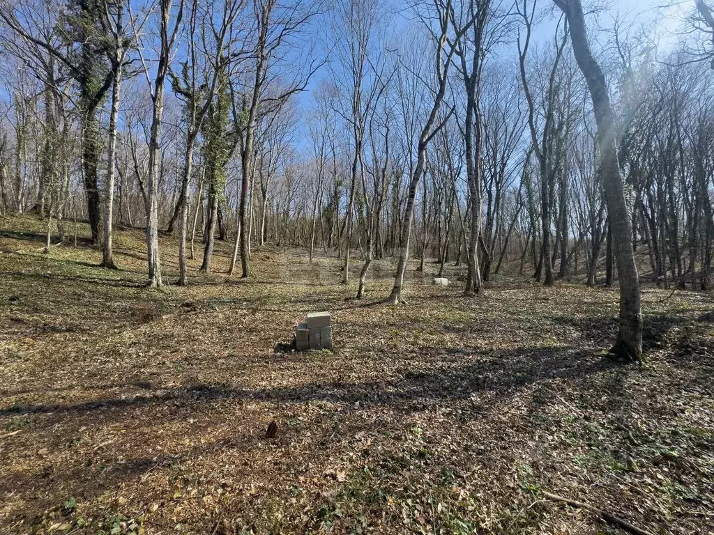 Участок в Краснодарский край, Геленджик городской округ, с. ... - Фото 1