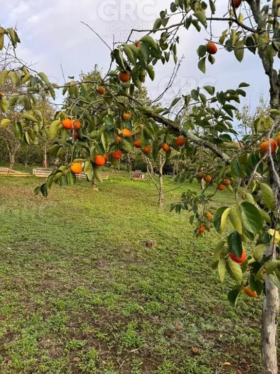 Участок в Краснодарский край, Сочи городской округ, с. Нижняя Шиловка ... - Фото 2