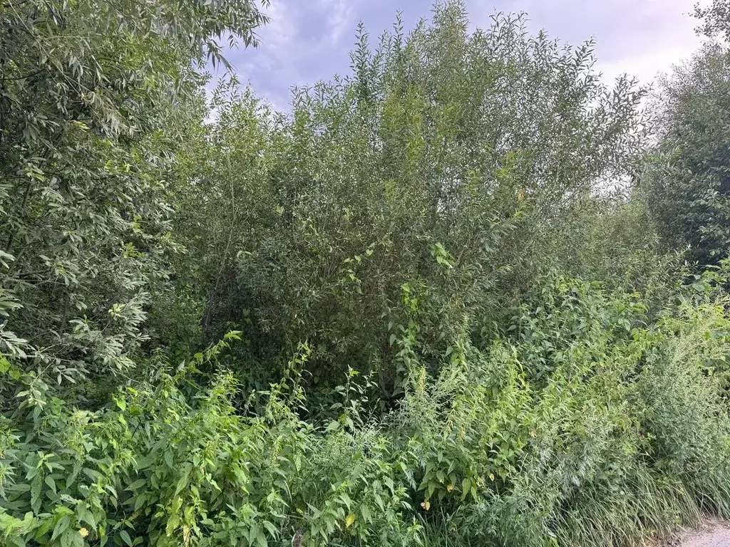 Участок в Московская область, Богородский городской округ, д. ... - Фото 1