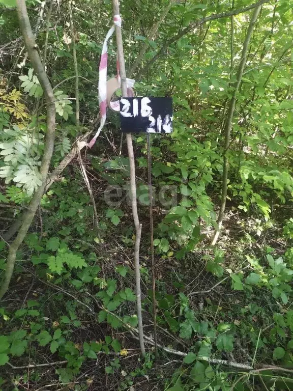 Участок в Калужская область, Бабынинский муниципальный округ, ... - Фото 2