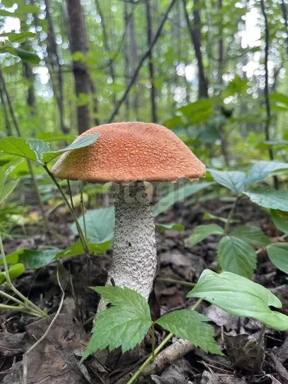 Участок в Ханты-Мансийский АО, Ханты-Мансийск Здоровье СОТ,  (10.0 ... - Фото 1