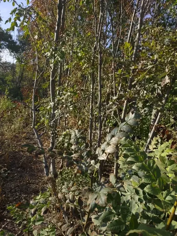 Участок в Краснодарский край, Ейский район, Должанская ст-ца ... - Фото 2