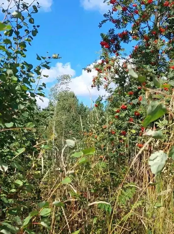 Участок в Свердловская область, Полевской городской округ, с. ... - Фото 1