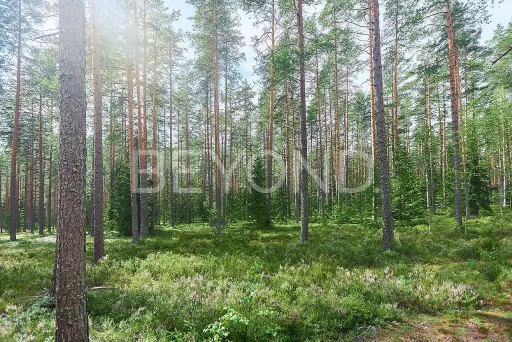 Участок в Ленинградская область, Выборгский район, Первомайское с/пос, ... - Фото 1