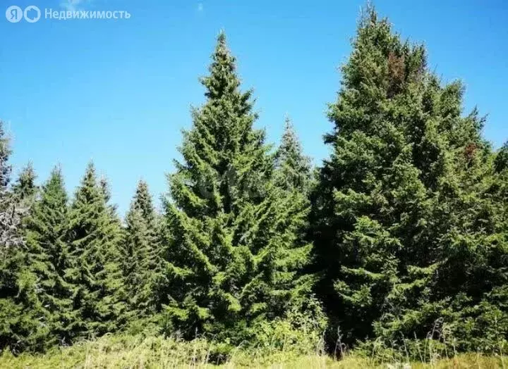 Участок в Пермский муниципальный округ, СНТ Велта (9.8 м) - Фото 2