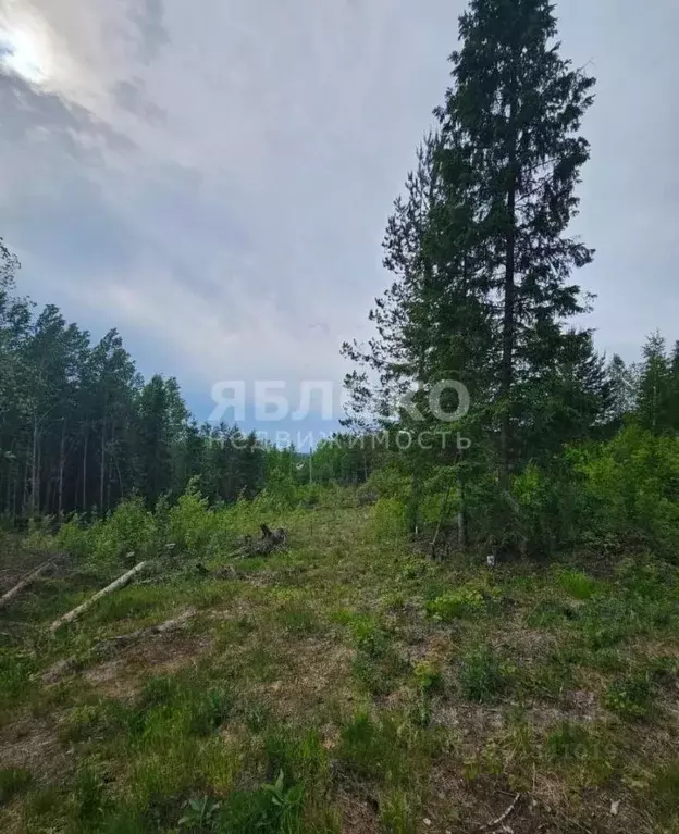 Участок в Пермский край, Березники № 99 СНТ,  (9.6 сот.) - Фото 0