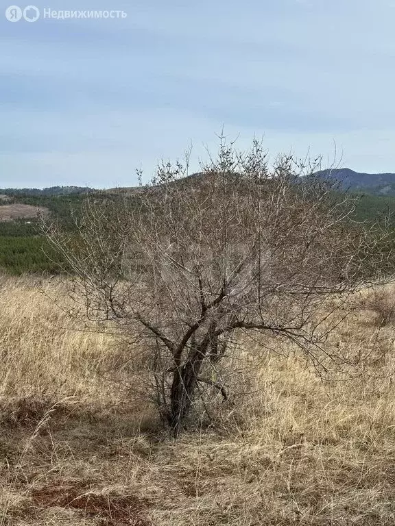 Участок в Тарбагатайский район, сельское поселение Саянтуйское, село ... - Фото 1
