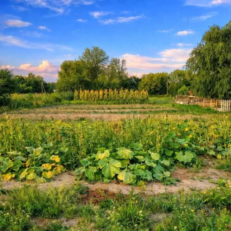 Участок в Белгородская область, Волоконовский район, Староивановское ... - Фото 1