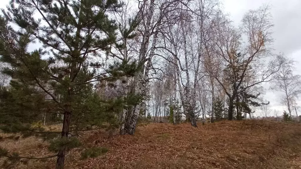Участок в Станционный сельсовет, садоводческое некоммерческое ... - Фото 2