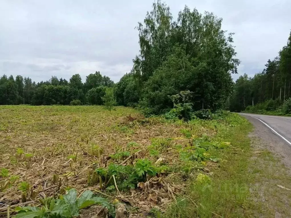 Участок в Ленинградская область, Выборгский район, Рощинское городское ... - Фото 1