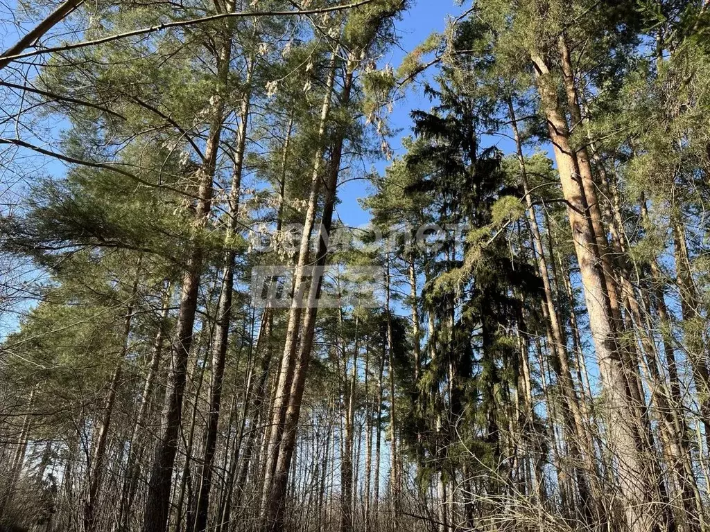 Участок в Московская область, Электроугли Богородский городской округ, ... - Фото 1