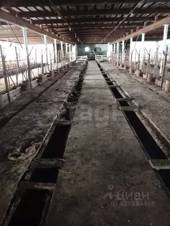 Участок в Алтай, Усть-Канский район, с. Владимировка Центральная ул. ... - Фото 1