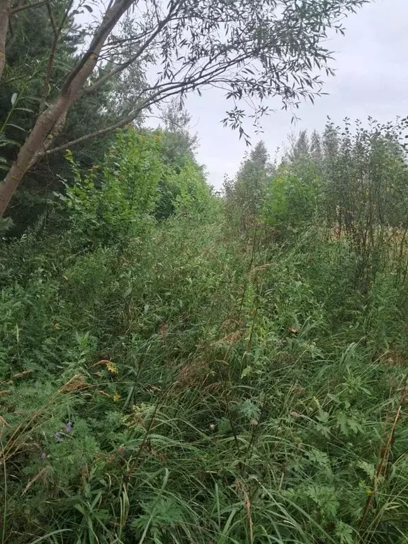 Участок в Московская область, Орехово-Зуевский городской округ, д. ... - Фото 1