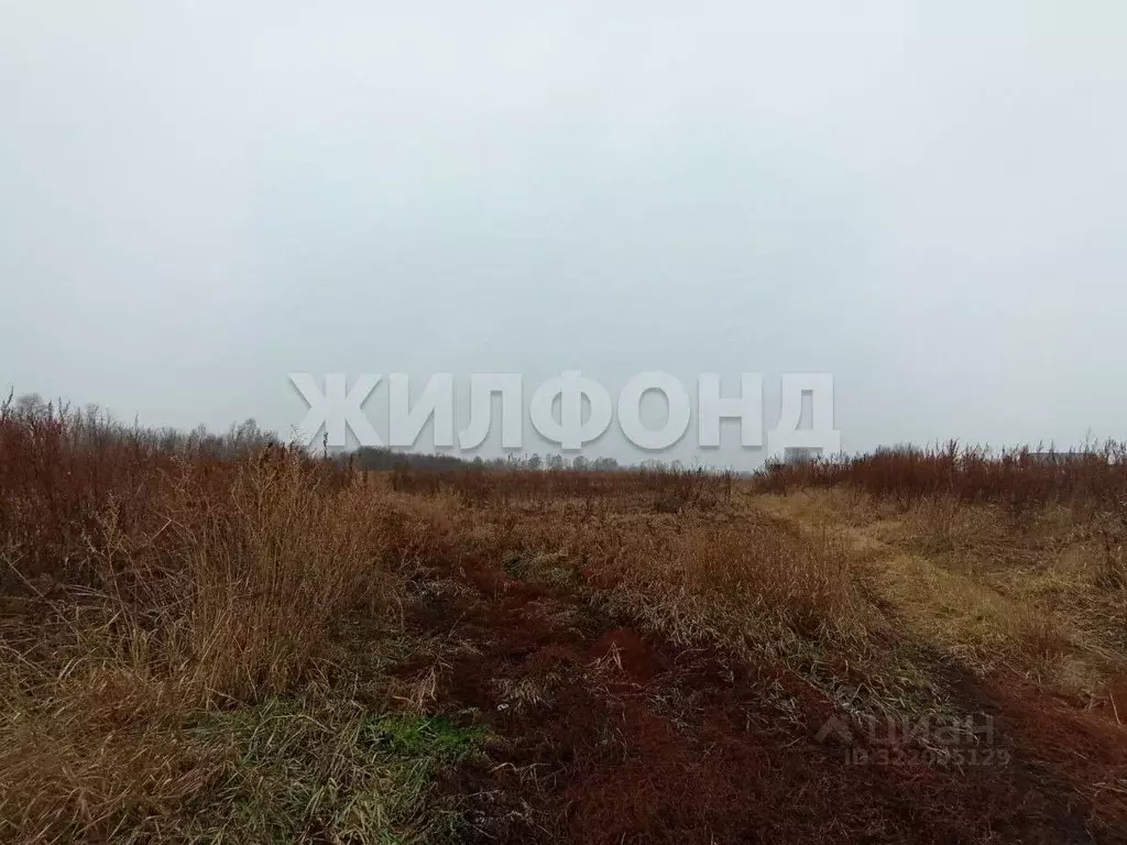 Участок в Новосибирская область, Колыванский район, д. Большой Оеш ул. ... - Фото 2