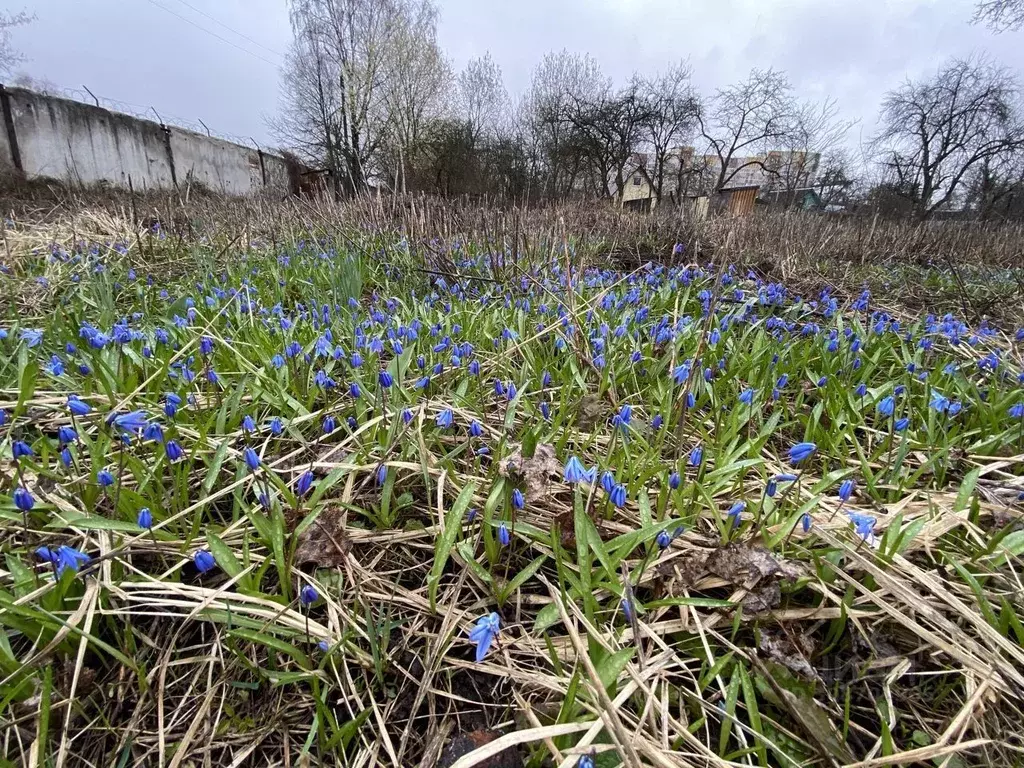 Участок в Брянская область, Брянск Природа садоводческое объединение, ... - Фото 2