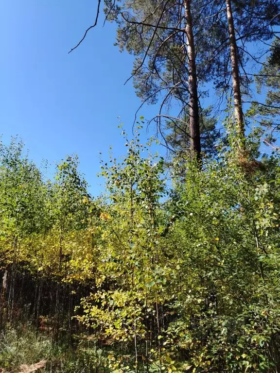 Участок в Иркутская область, Иркутский муниципальный округ, д. ... - Фото 1