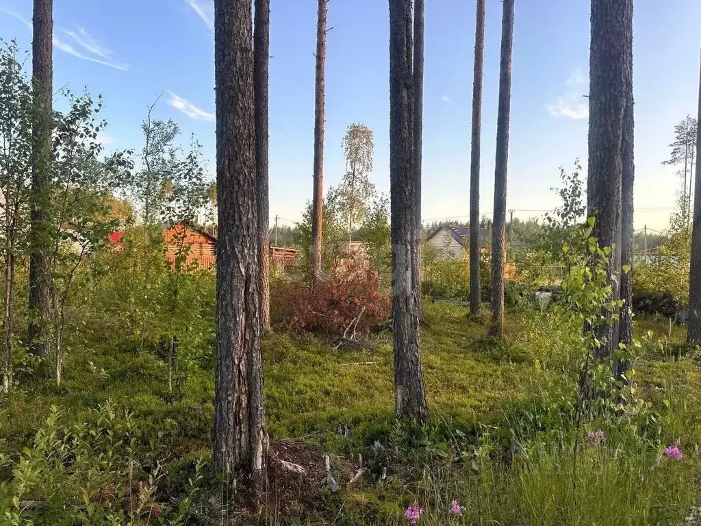 Участок в Коми, Сыктывкар городской округ, Краснозатонский пгт ул. ... - Фото 2