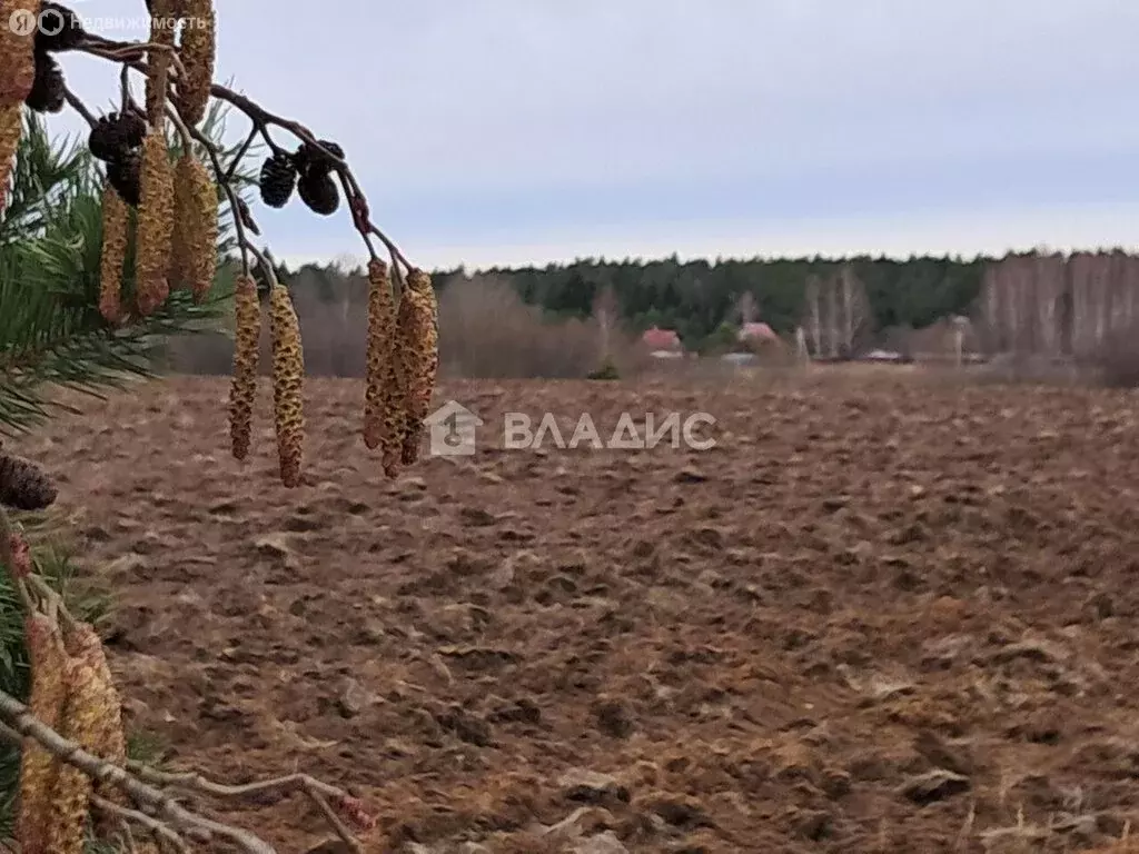 Участок в Владимирская область, Собинский муниципальный округ, деревня ... - Фото 1