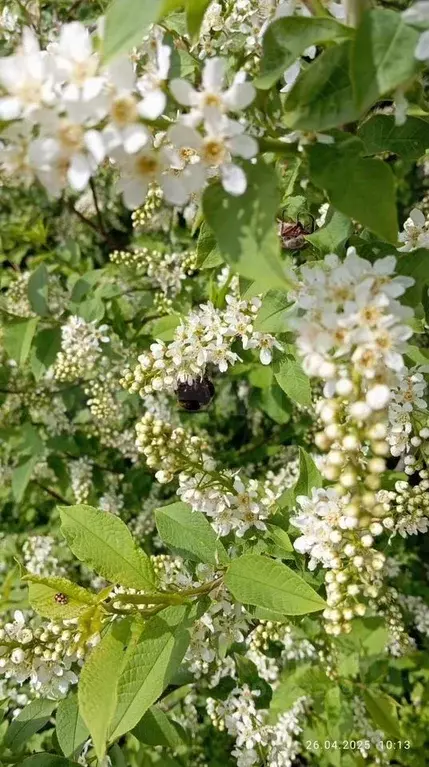 Дом в Алтайский край, Калманский район, пос. Прудской Центральная ул. ... - Фото 1