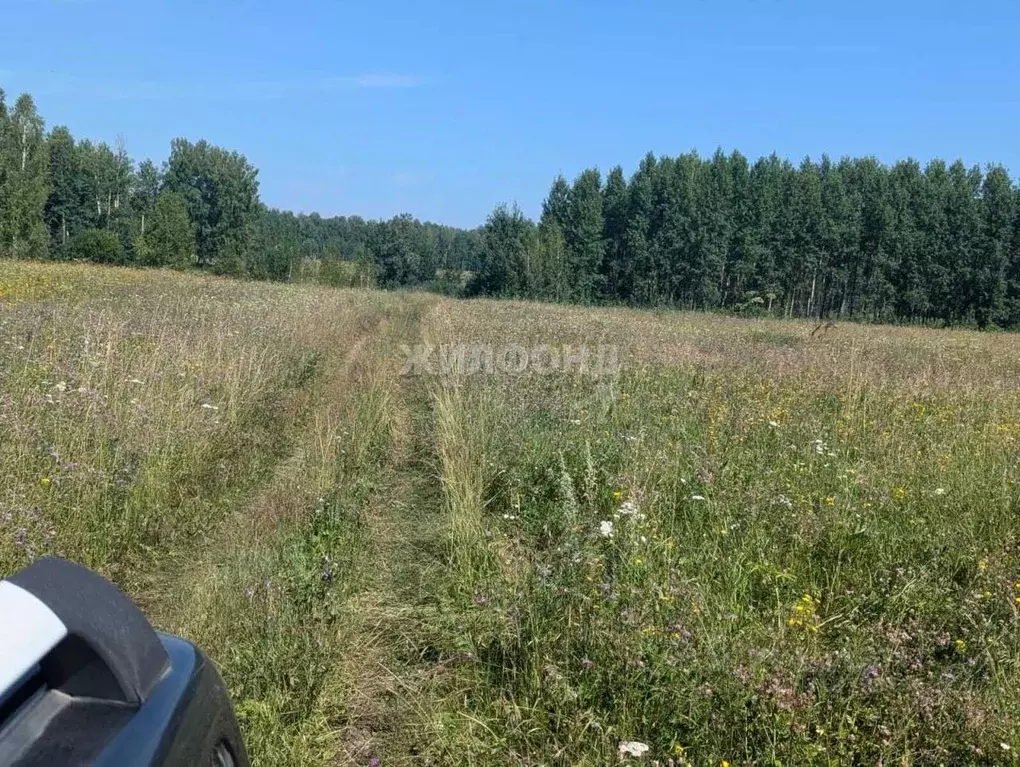 Участок в Новосибирская область, Мошковский район, Барлакский ... - Фото 1