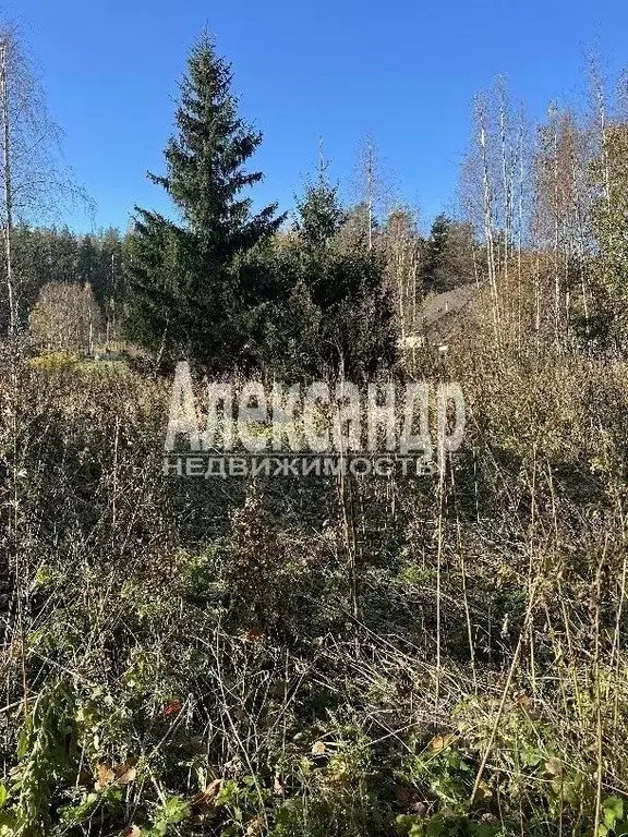 Участок в Ленинградская область, Выборгский район, Советское городское ... - Фото 1