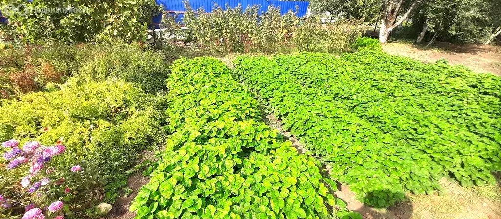 Дом в Быково-Отрогское муниципальное образование, СТ Мичуринец, 184 ... - Фото 0