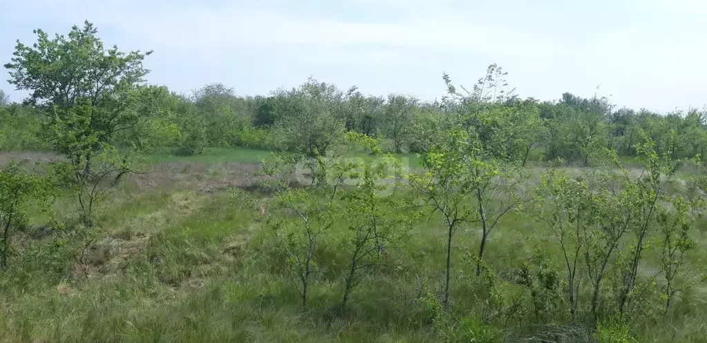 Участок в Волгоградская область, Среднеахтубинский район, ... - Фото 1