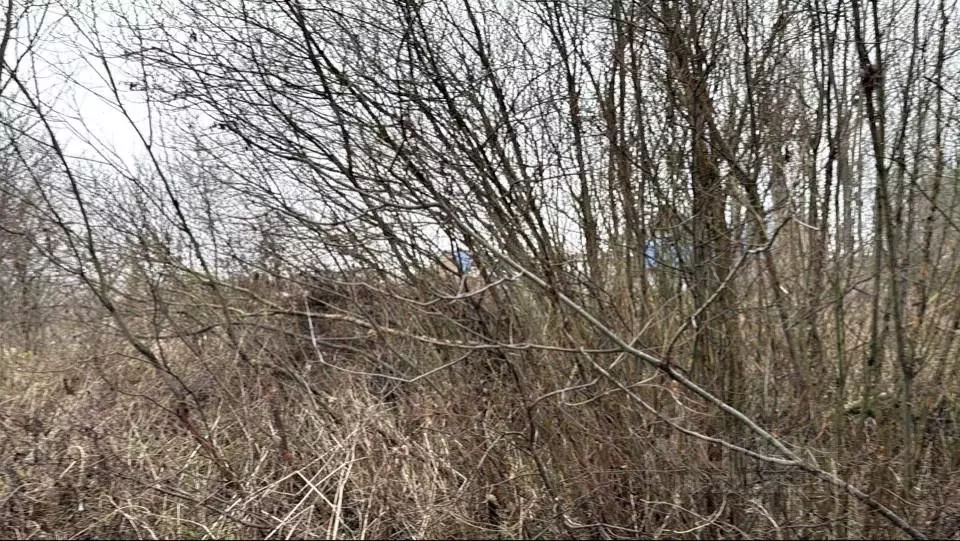 Участок в Московская область, Кашира городской округ, д. Яковское  ... - Фото 1