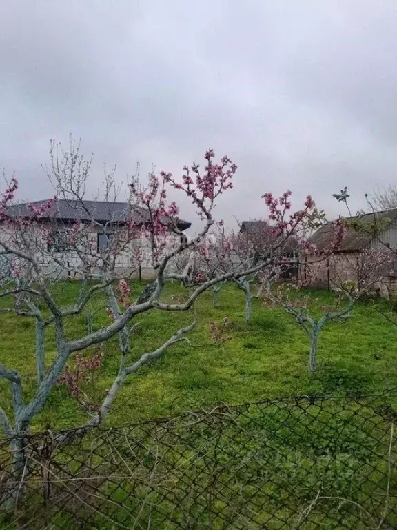 Участок в Крым, Феодосия Геотехник СПК, ул. Клубничная (8.0 сот.) - Фото 1