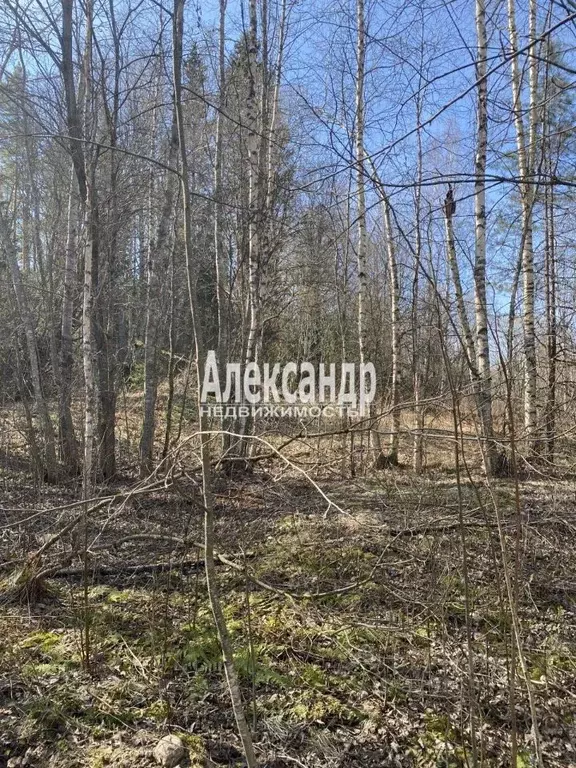 Участок в Ленинградская область, Выборг ул. Безмятежная (26.2 сот.) - Фото 2