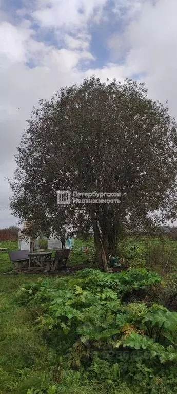 Участок в Ленинградская область, Волосовский район, д. Большая Вруда ... - Фото 1