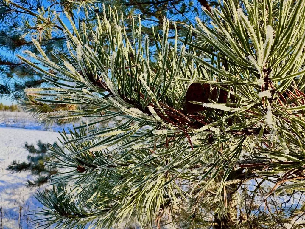 Участок в Владимирская область, Киржачский район, Першинское ... - Фото 2