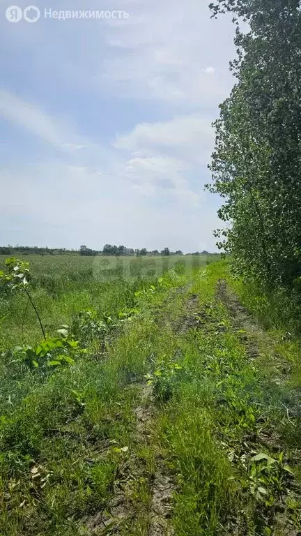 Участок в Краснодарский край, Белореченск (3093.5 м) - Фото 1