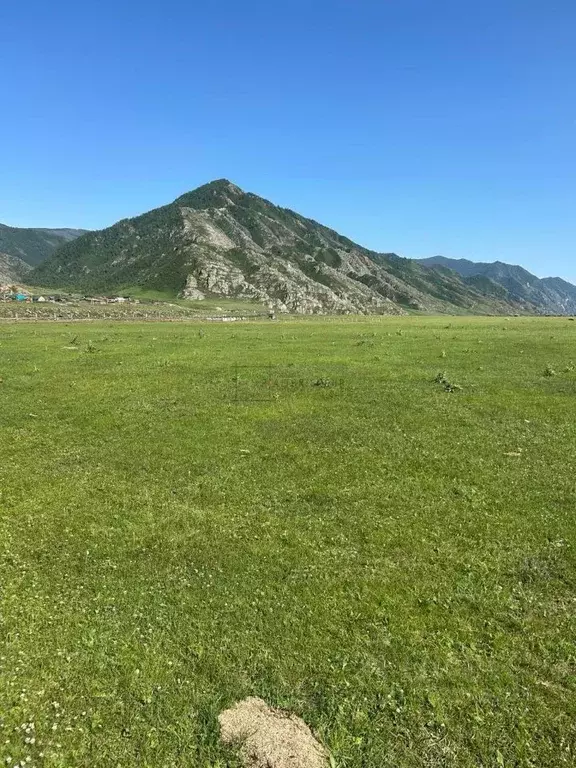 Участок в Алтай, Чемальский район, с. Куюс ул. Бозурташ (10.0 сот.) - Фото 0