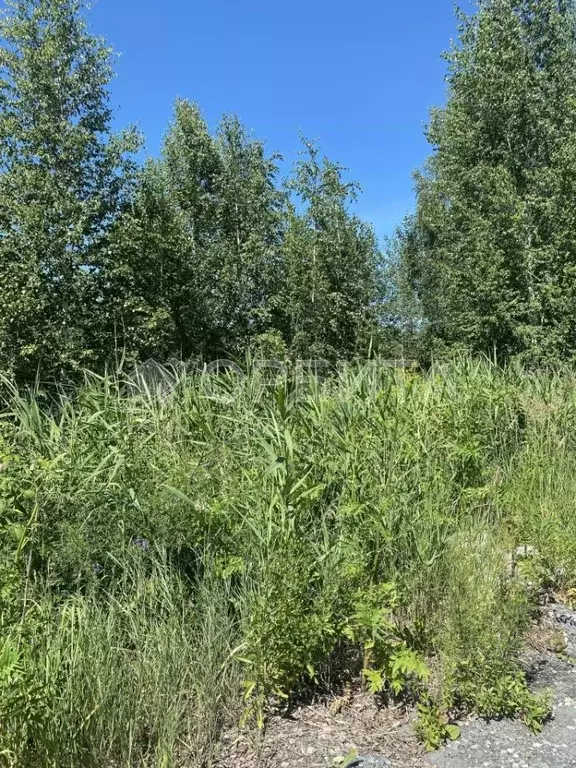 Участок в Тюменская область, Тюмень СОСН Изыскатель тер., ул. ... - Фото 2