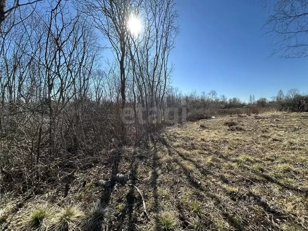 Участок в Псковская область, Псковский муниципальный район, ... - Фото 1