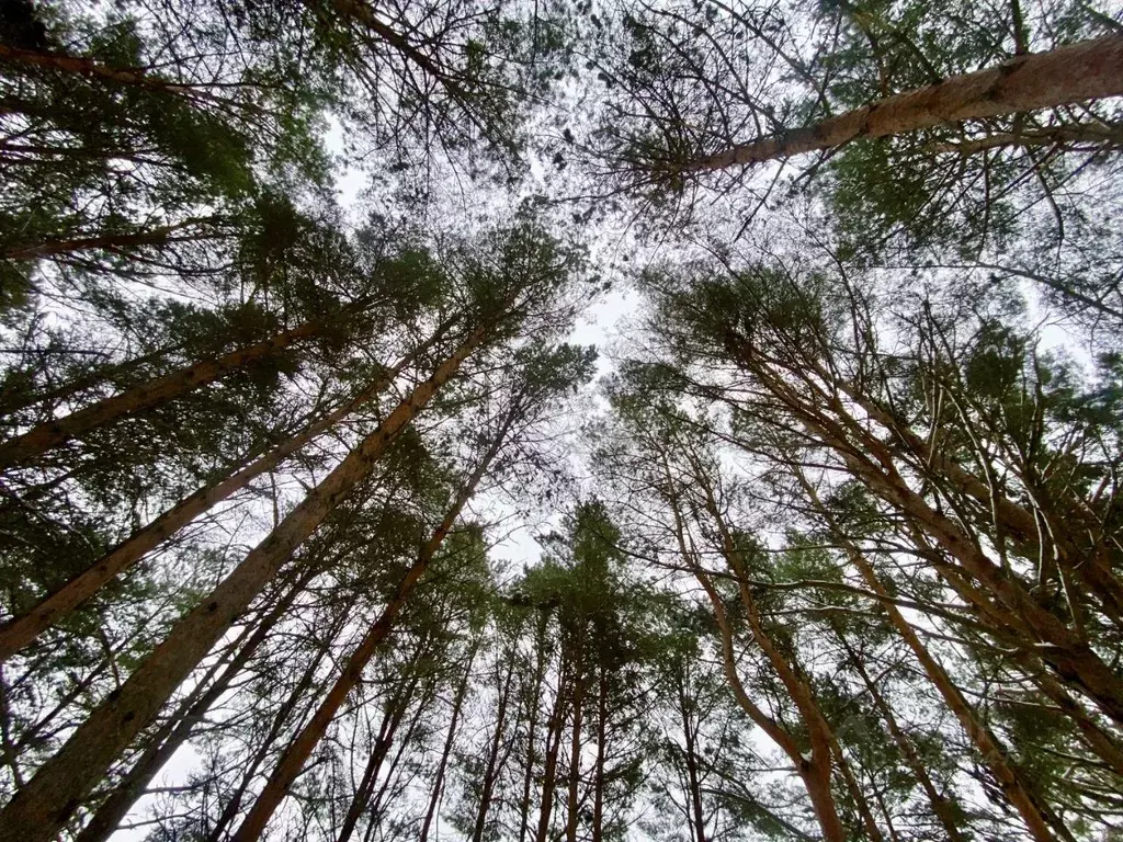 Участок в Псковская область, Гдовский район, Спицинская волость, д. ... - Фото 1