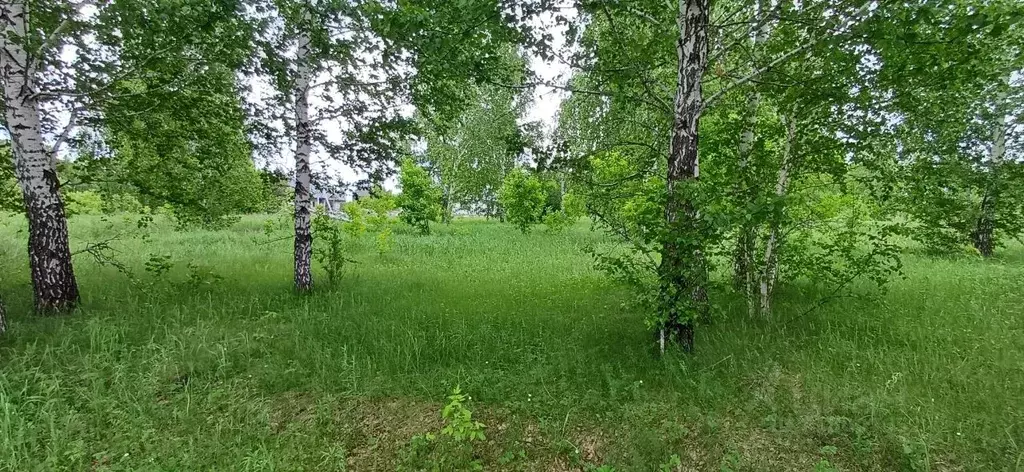 Участок в Алтайский край, Барнаул городской округ, пос. Бельмесево ул. ... - Фото 1