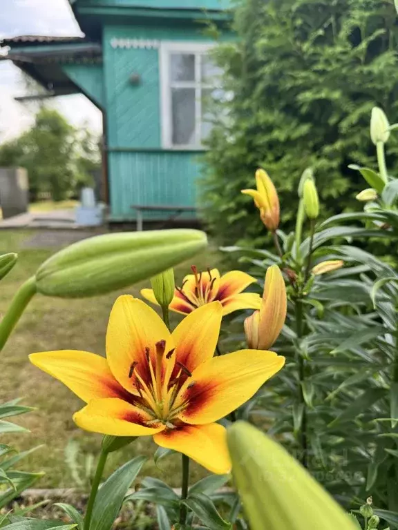 Участок в Ленинградская область, Кировский район, Мгинское городское ... - Фото 0