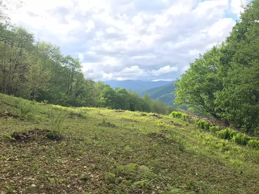 Участок в Краснодарский край, Сочи городской округ, с. Харциз Первый  ... - Фото 0