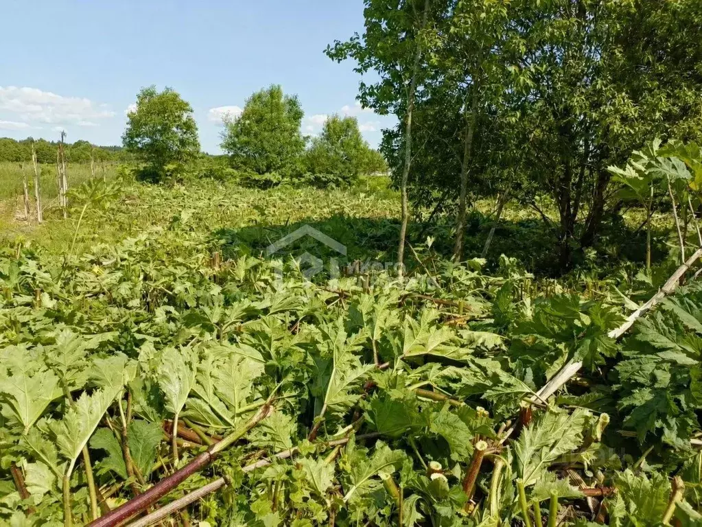Участок в Ленинградская область, Волосовский район, д. Большая Вруда 3 ... - Фото 1