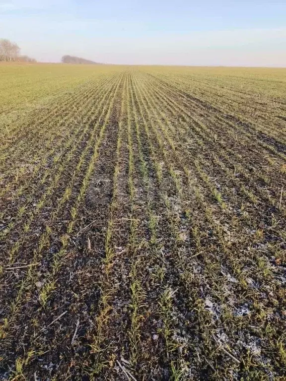 Участок в Орловская область, Орловский муниципальный округ, с. Большая ... - Фото 1